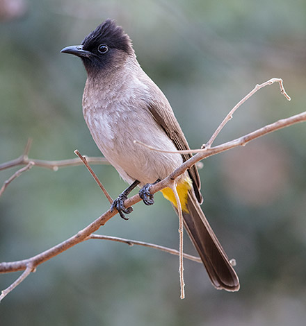 Dark-capped Bulbul